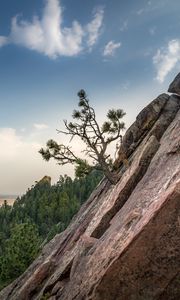 Preview wallpaper slope, tree, forest, horizon