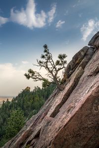 Preview wallpaper slope, tree, forest, horizon