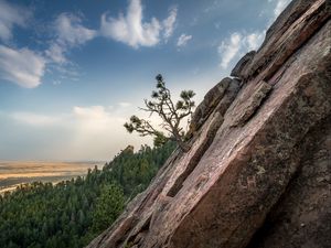Preview wallpaper slope, tree, forest, horizon