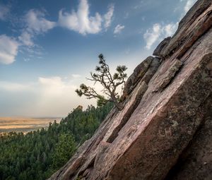 Preview wallpaper slope, tree, forest, horizon