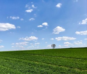 Preview wallpaper slope, tree, grass, horizon, sky