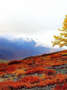 Preview wallpaper slope, tree, lonely, autumn, paints