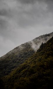 Preview wallpaper slope, trees, fog, hill