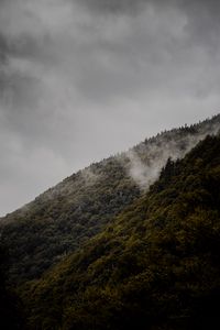 Preview wallpaper slope, trees, fog, hill