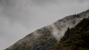Preview wallpaper slope, trees, fog, hill