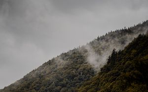 Preview wallpaper slope, trees, fog, hill