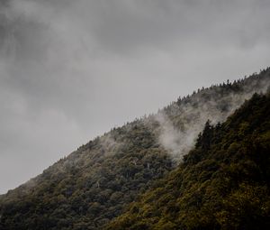 Preview wallpaper slope, trees, fog, hill