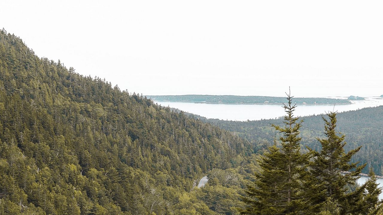Wallpaper slope, trees, forest, road, gorzinot