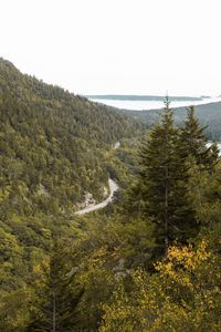 Preview wallpaper slope, trees, forest, road, gorzinot