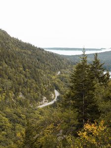 Preview wallpaper slope, trees, forest, road, gorzinot