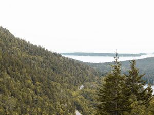 Preview wallpaper slope, trees, forest, road, gorzinot