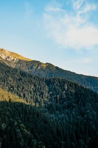 Preview wallpaper slope, trees, forest, sky