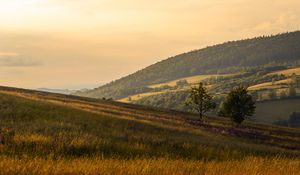 Preview wallpaper slope, trees, grass, hills, landscape