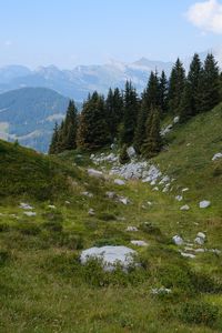 Preview wallpaper slope, trees, mountains, landscape, nature