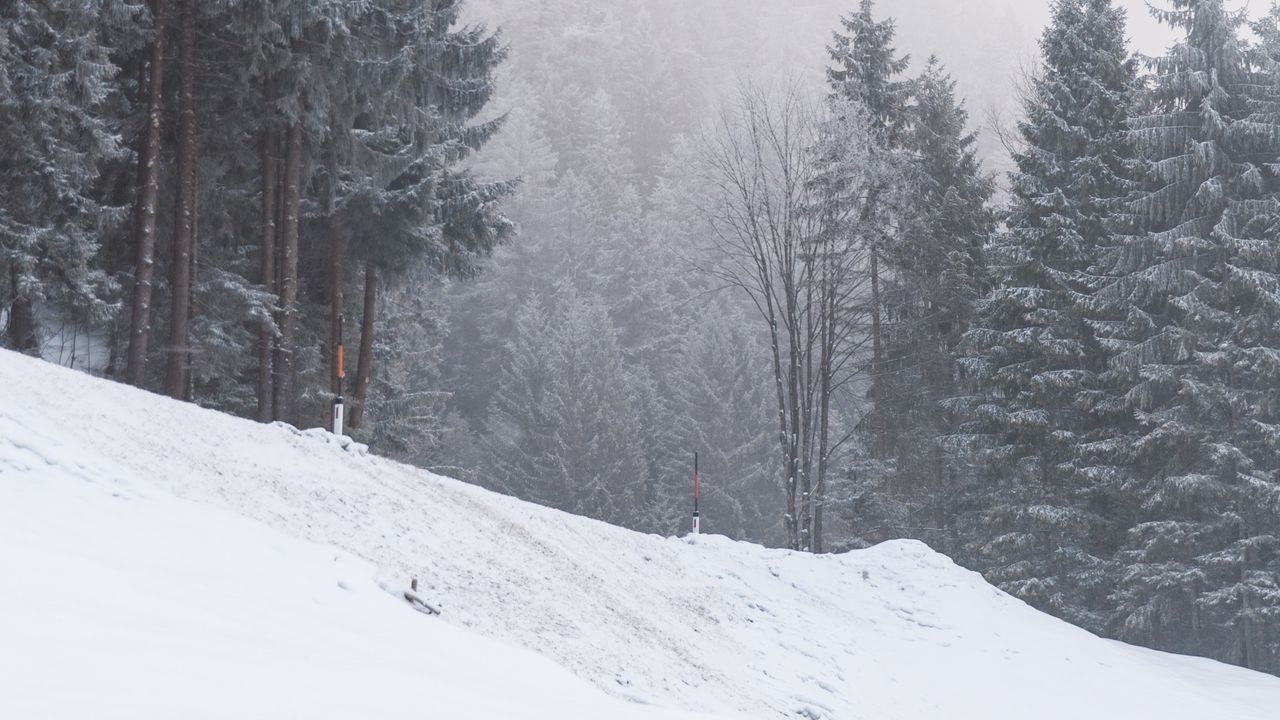 Wallpaper slope, trees, snow, snowstorm, winter