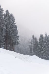 Preview wallpaper slope, trees, snow, snowstorm, winter