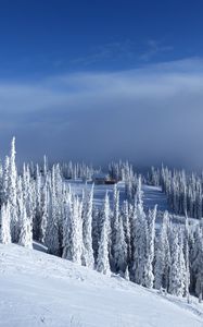 Preview wallpaper slope, trees, snow, house, winter