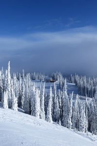 Preview wallpaper slope, trees, snow, house, winter