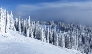 Preview wallpaper slope, trees, snow, house, winter