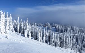 Preview wallpaper slope, trees, snow, house, winter