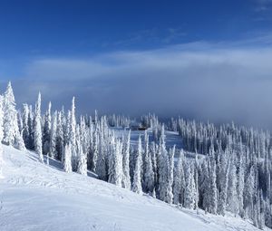 Preview wallpaper slope, trees, snow, house, winter