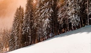 Preview wallpaper slope, winter, snow, trees, sky, sunlight