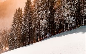 Preview wallpaper slope, winter, snow, trees, sky, sunlight
