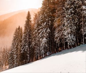 Preview wallpaper slope, winter, snow, trees, sky, sunlight