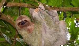 Preview wallpaper sloth, tree, branch, hang