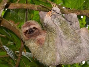 Preview wallpaper sloth, tree, branch, hang