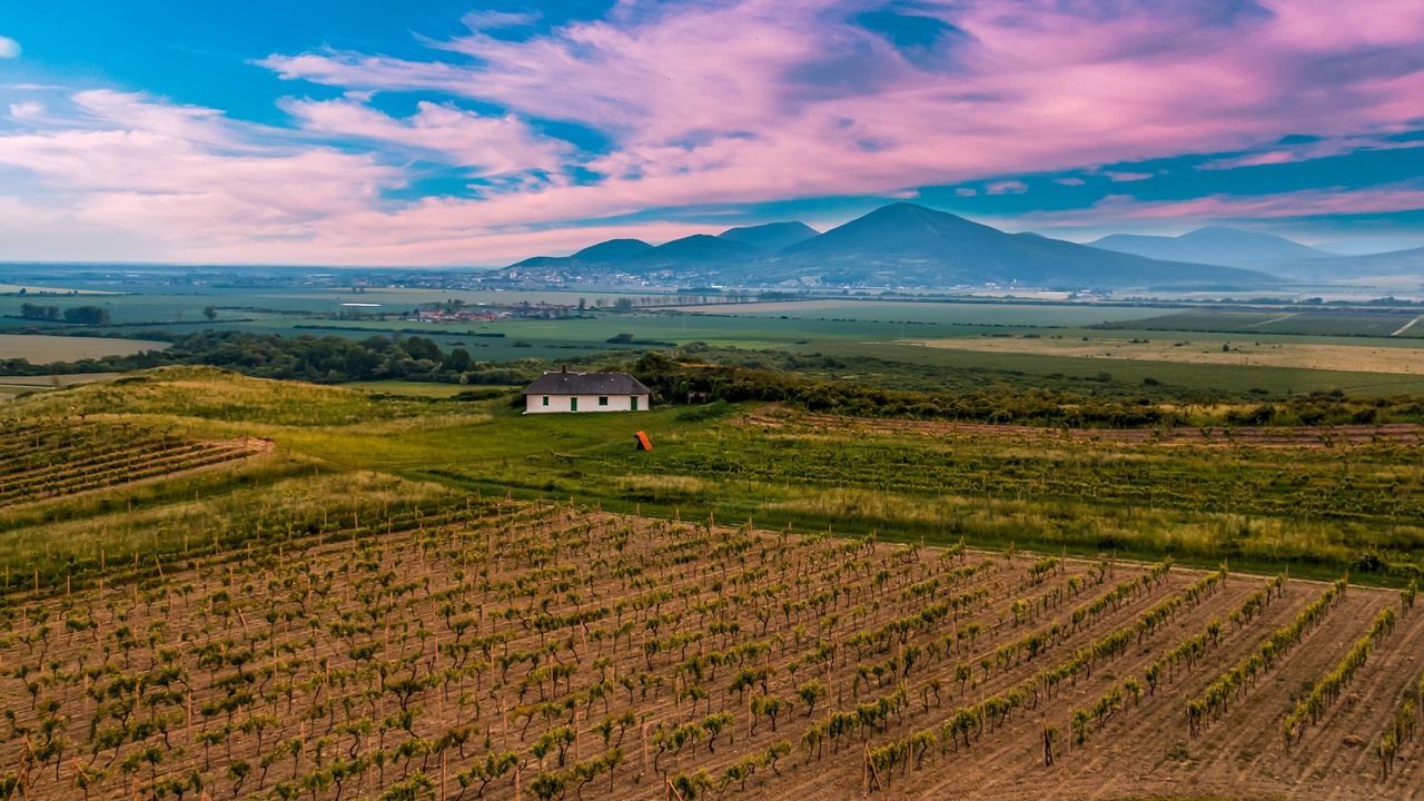 Wallpaper slovakia, vineyard, field, sky