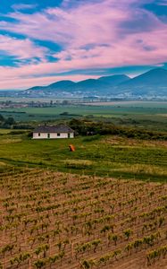 Preview wallpaper slovakia, vineyard, field, sky