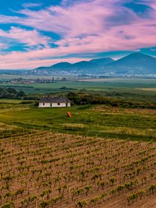 Preview wallpaper slovakia, vineyard, field, sky