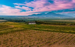 Preview wallpaper slovakia, vineyard, field, sky