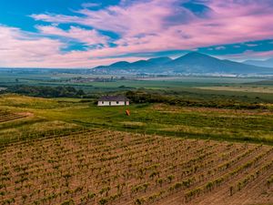 Preview wallpaper slovakia, vineyard, field, sky