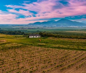 Preview wallpaper slovakia, vineyard, field, sky