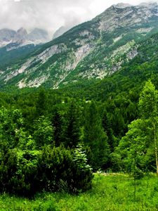 Preview wallpaper slovenia, mountains, wood, trees, cloudy