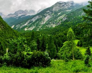 Preview wallpaper slovenia, mountains, wood, trees, cloudy