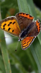 Preview wallpaper small copper, butterfly, insect, leaves, macro