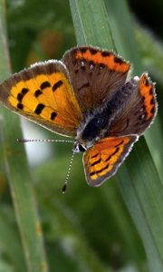 Preview wallpaper small copper, butterfly, insect, leaves, macro