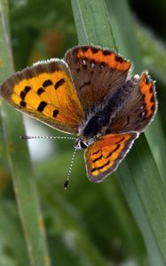 Preview wallpaper small copper, butterfly, insect, leaves, macro