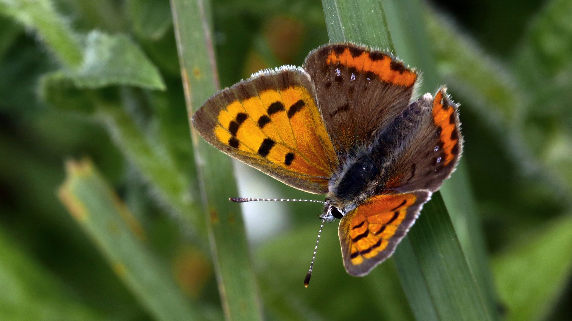 Download wallpaper 1920x1080 small copper, butterfly, insect, leaves ...