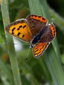 Preview wallpaper small copper, butterfly, insect, leaves, macro