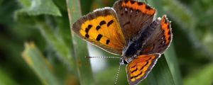 Preview wallpaper small copper, butterfly, insect, leaves, macro