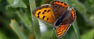 Preview wallpaper small copper, butterfly, insect, leaves, macro