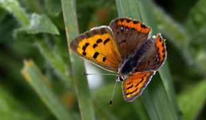 Preview wallpaper small copper, butterfly, insect, leaves, macro