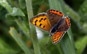 Preview wallpaper small copper, butterfly, insect, leaves, macro