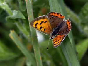 Preview wallpaper small copper, butterfly, insect, leaves, macro