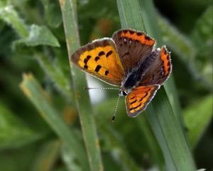 Preview wallpaper small copper, butterfly, insect, leaves, macro