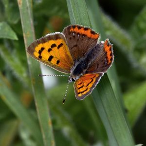 Preview wallpaper small copper, butterfly, insect, leaves, macro